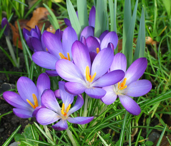 crocus