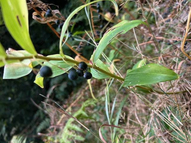 IMG 2972 Bessen salomonszegel 20260917