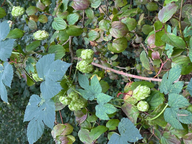 IMG 2974 Bellen van de hop 10150917