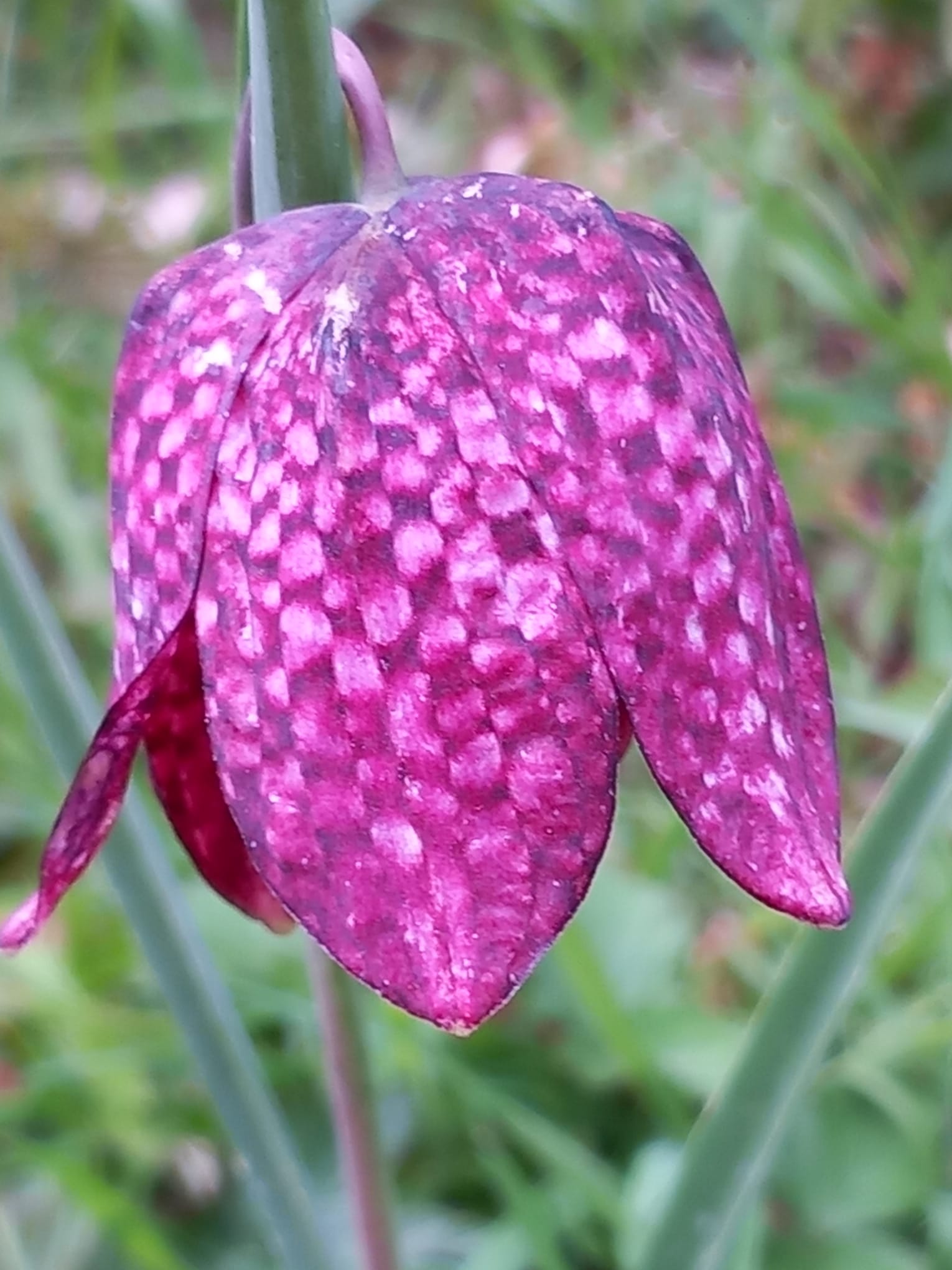 Kievitsbloem closeup