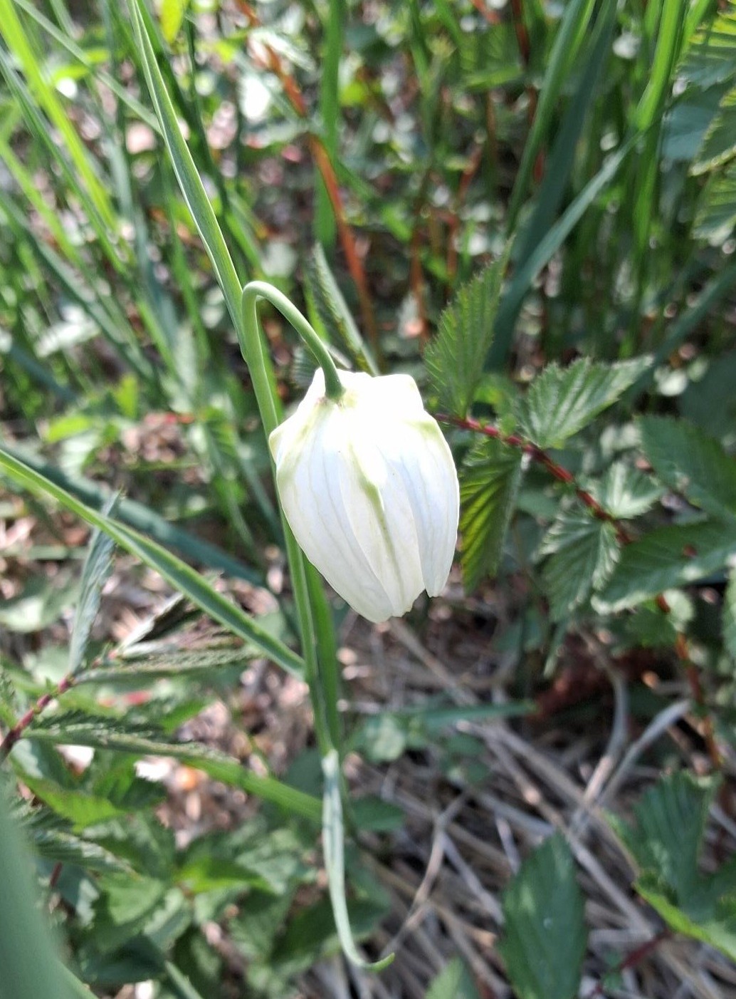 Witte kievitsbloem 20260414 nr 1